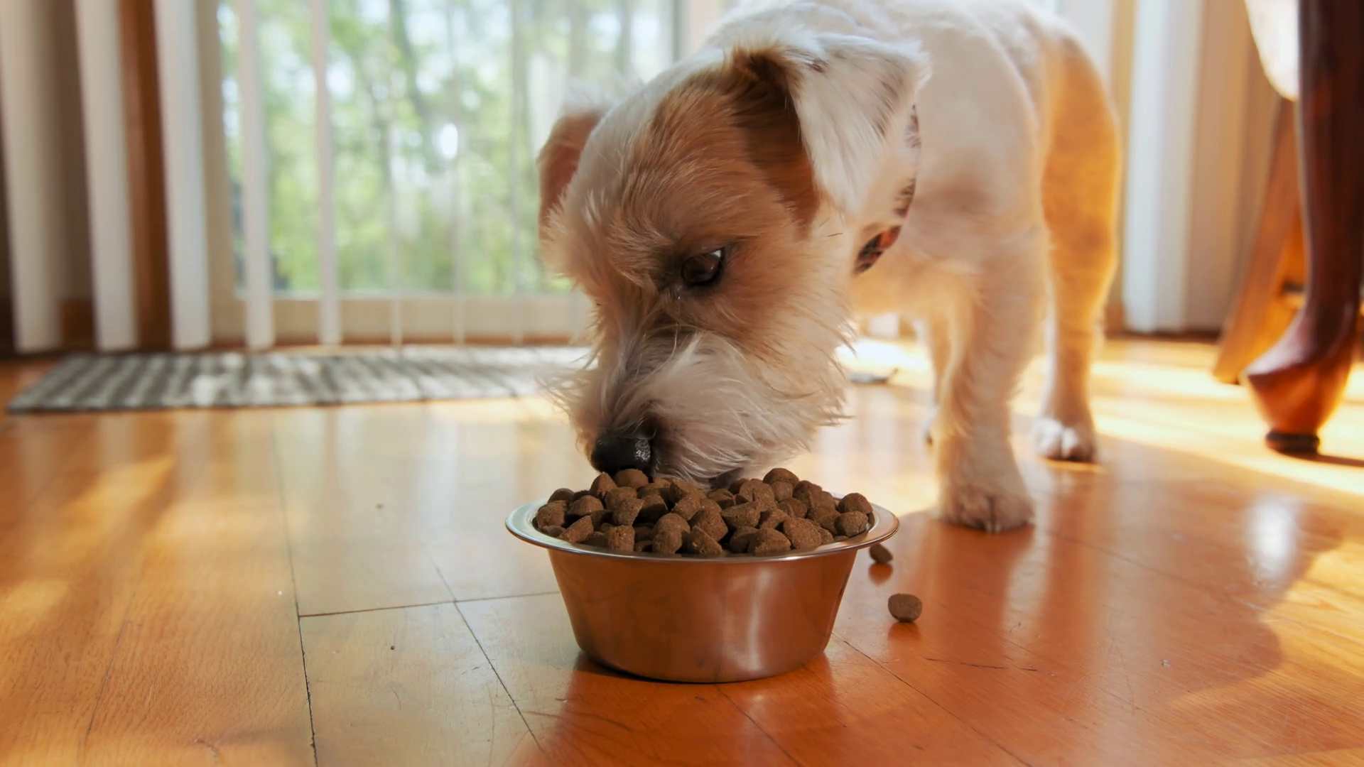 Dog Jack Russell Terrier Walk To Eats Kibble Stock Footage SBV ...