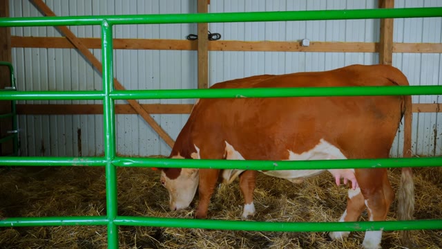 Cow Stall Stock Footage: Royalty-Free Video Clips - Storyblocks