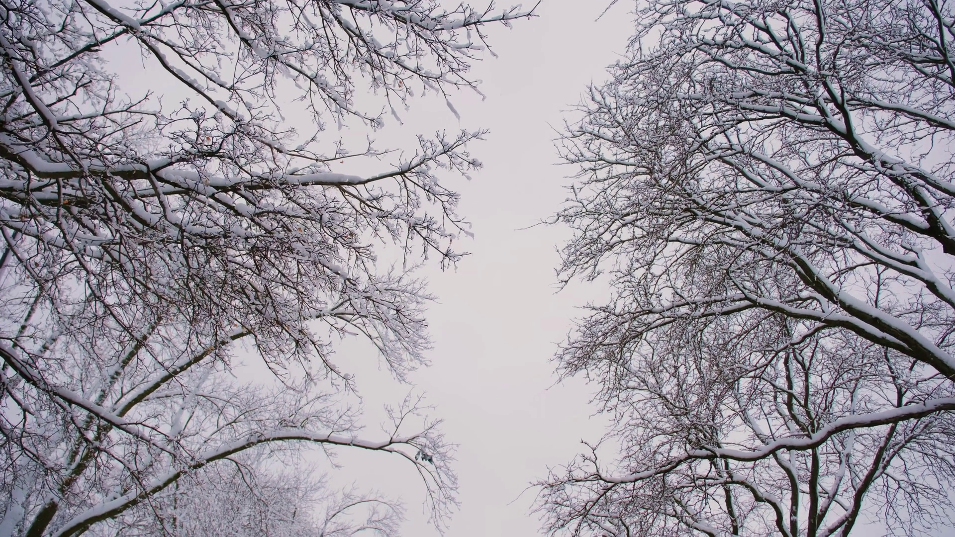 Flakes Of Snow Slow Falling Down Winter Stock Footage SBV-348848977 ...