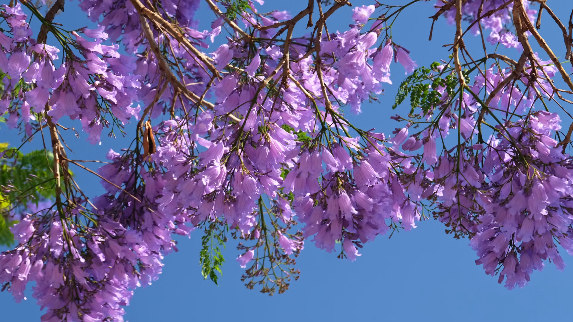 Jacaranda Tree Blooms With Purple Flowers In Stock Footage SBV ...