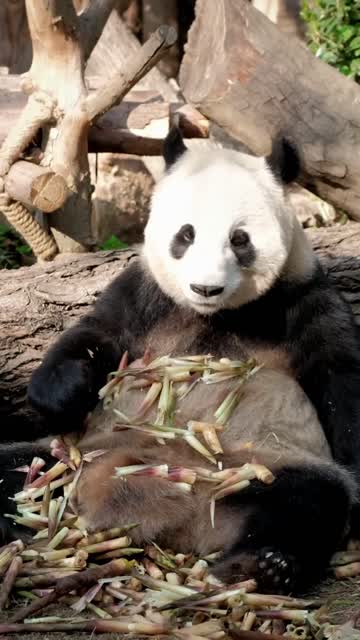 Panda Eating Stock Footage: Royalty-Free Video Clips - Storyblocks