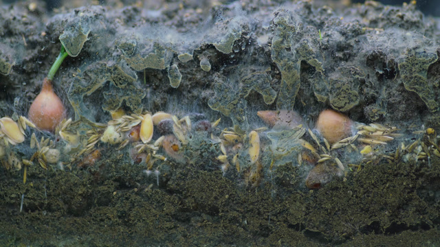 Rotting Food Stock Footage: Royalty-Free Video Clips - Storyblocks