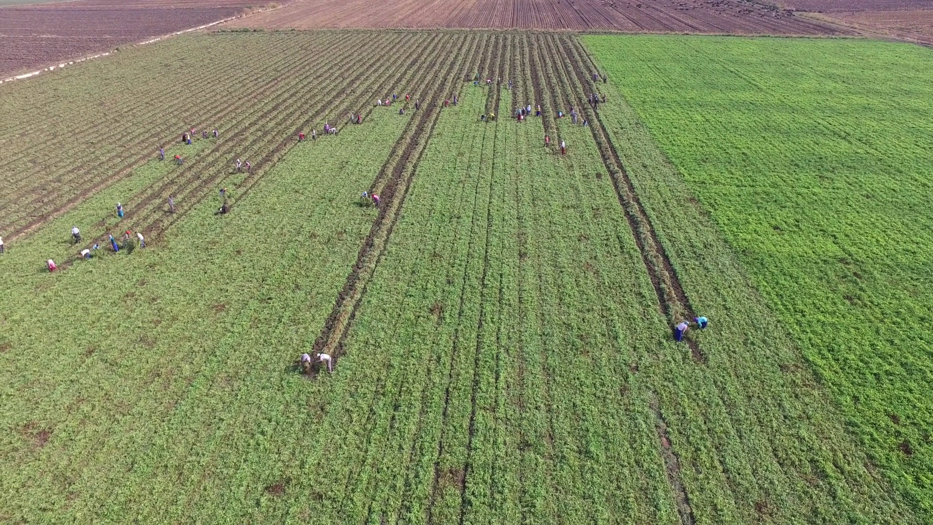 Aerial View Of Farm Workers Harvesting Crops Stock Footage SBV ...