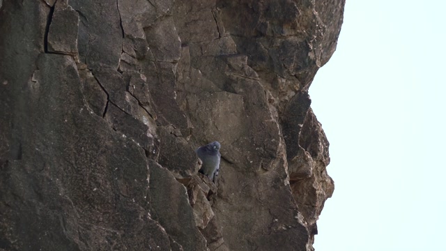 Bird Among Rocks Stock Footage: Royalty-Free Video Clips - Storyblocks