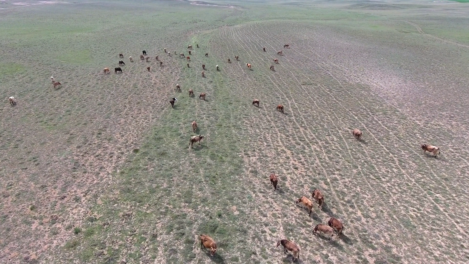 Aerial View Of Cows Grazing Livestock In Stock Footage SBV-348790898 ...