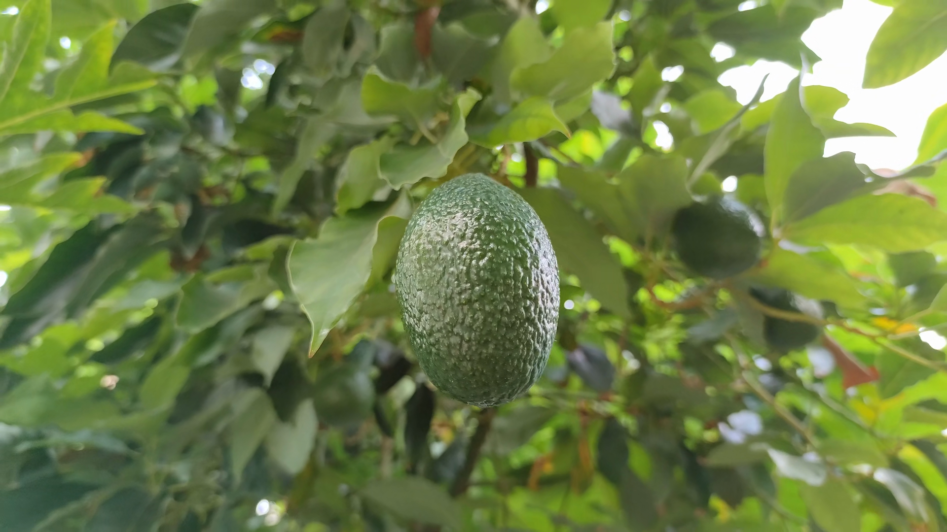 8k Avocado Ripening Tree Branch Green Stock Footage SBV-354036778 ...