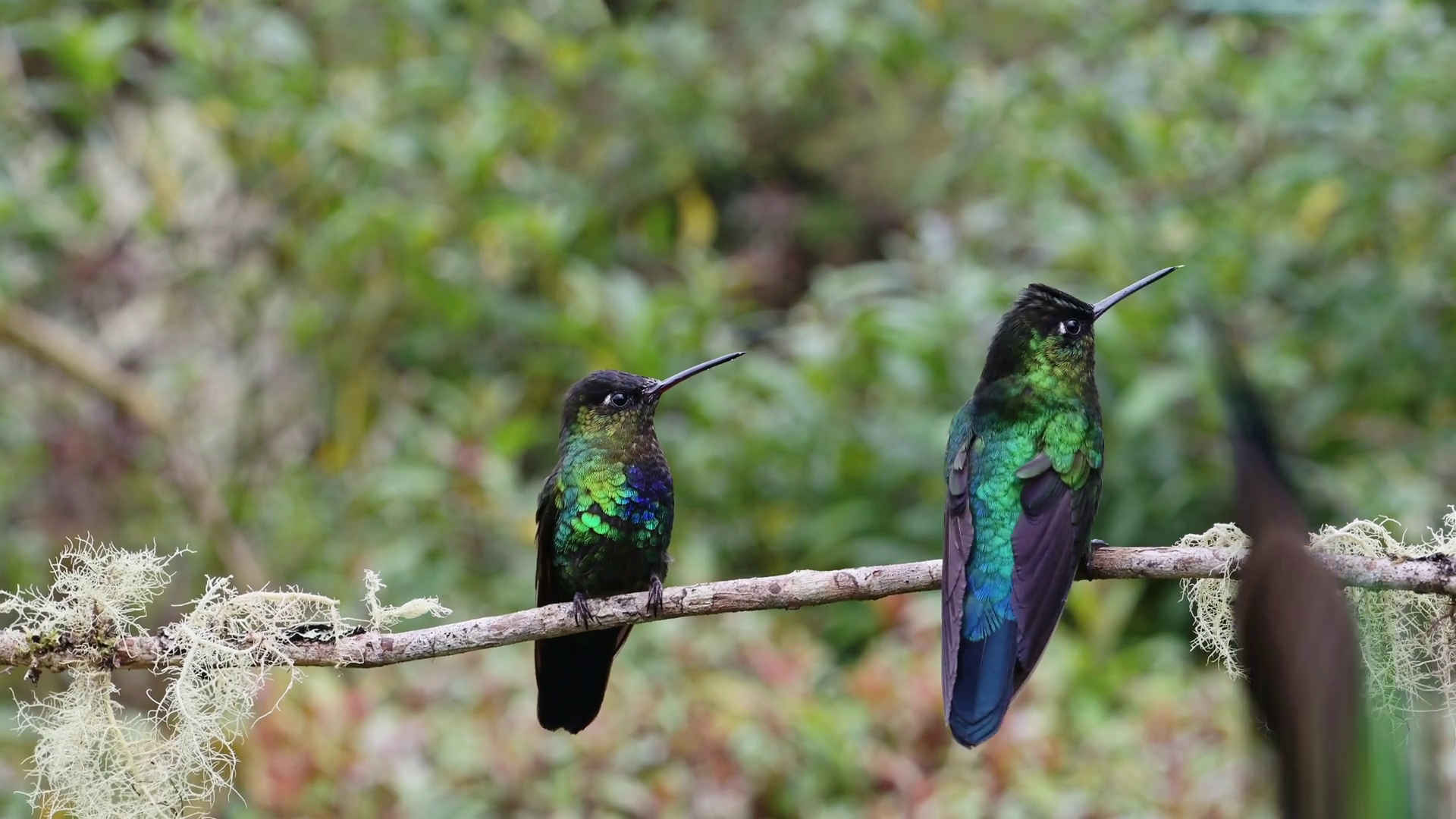 Costa Rica Fiery Throated Hummingbird Stock Footage SBV-352949048 ...