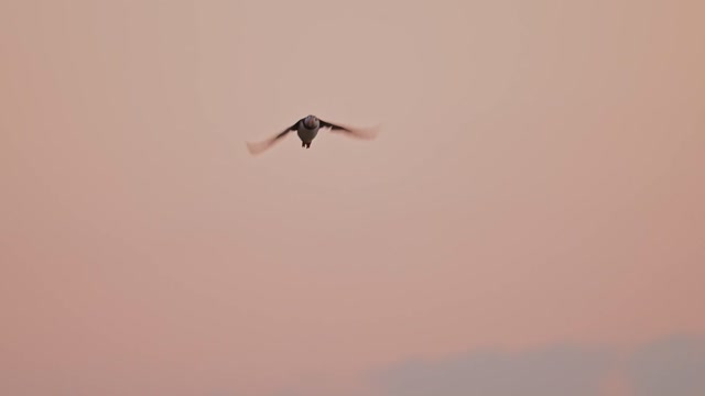 Flapping Bird Wings Stock Footage: Royalty-Free Video Clips - Storyblocks