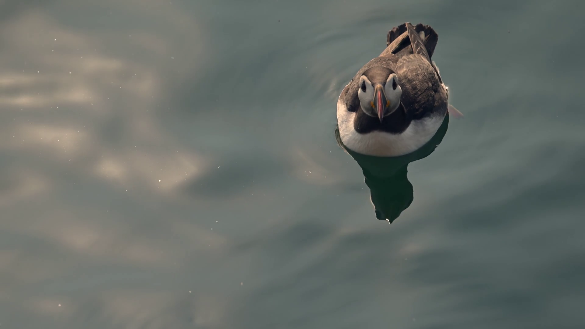 Puffin Swimming On Ocean Sea Water Floating Stock Footage SBV-352922832 ...