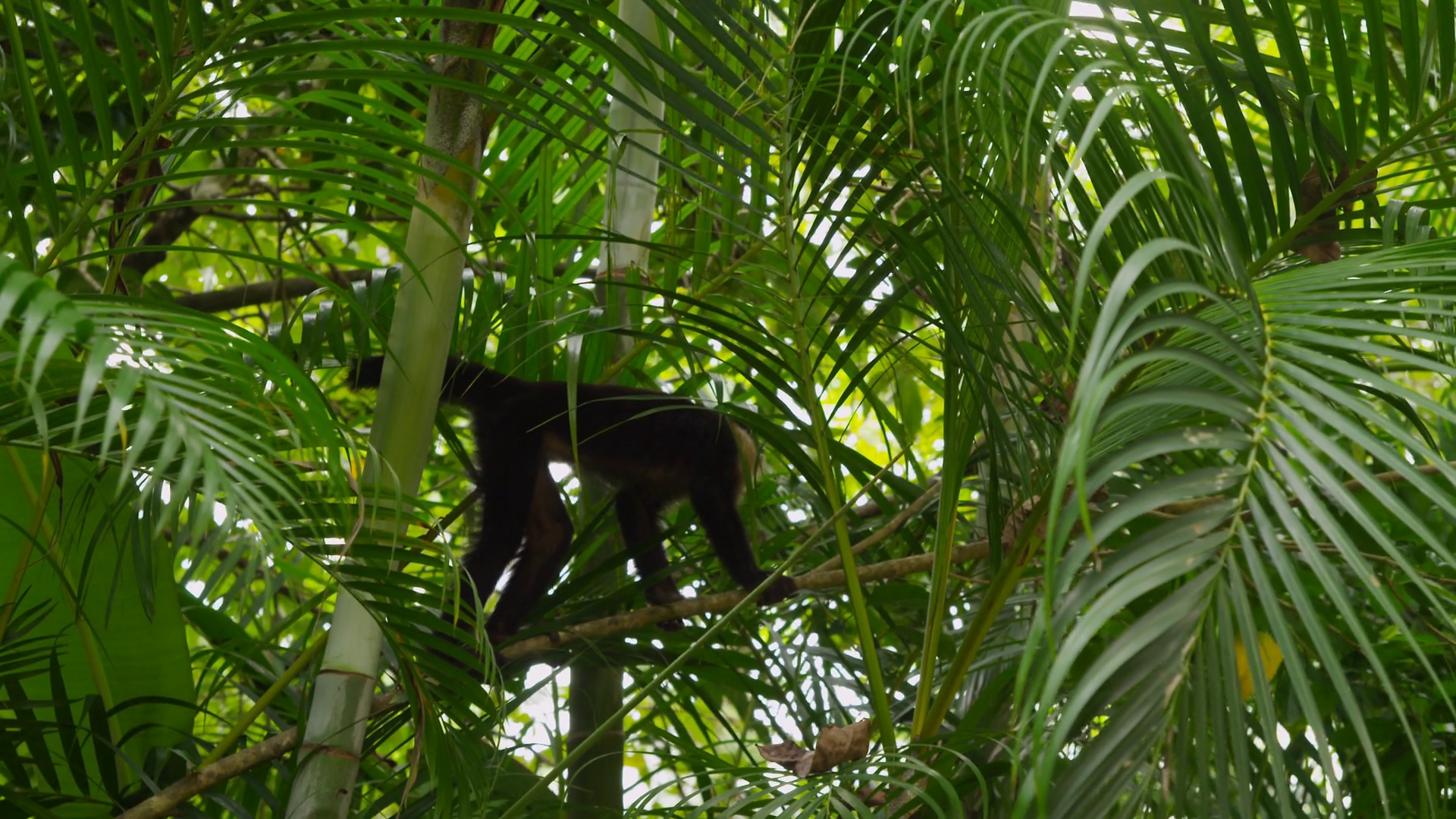 Capuchin Monkey Climbing On Palm Branch Stock Footage SBV-347586181 ...