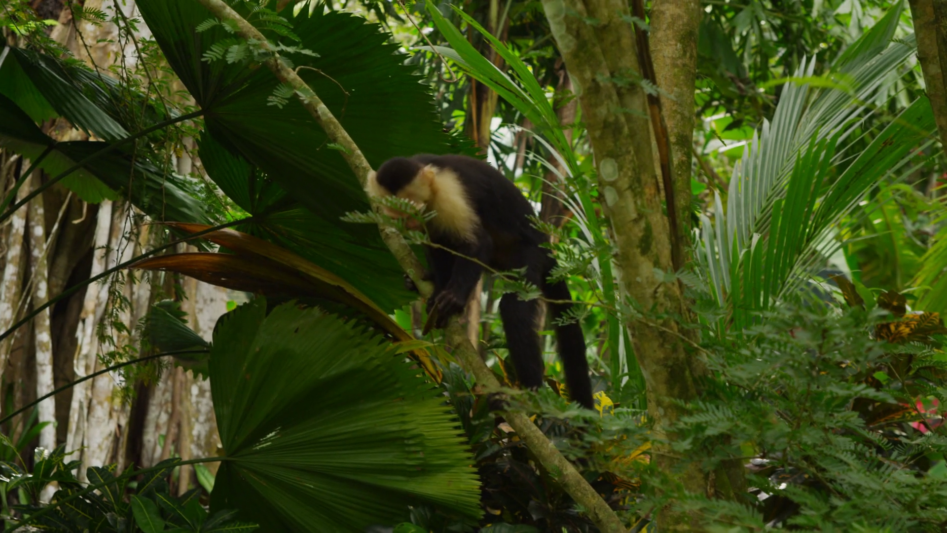 Capuchin Monkey Climbing On Branch Manuel Stock Footage SBV-347586206 ...
