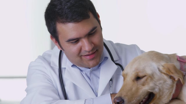 Veterinarian Examining Dog Stock Footage: Royalty-Free Video Clips ...