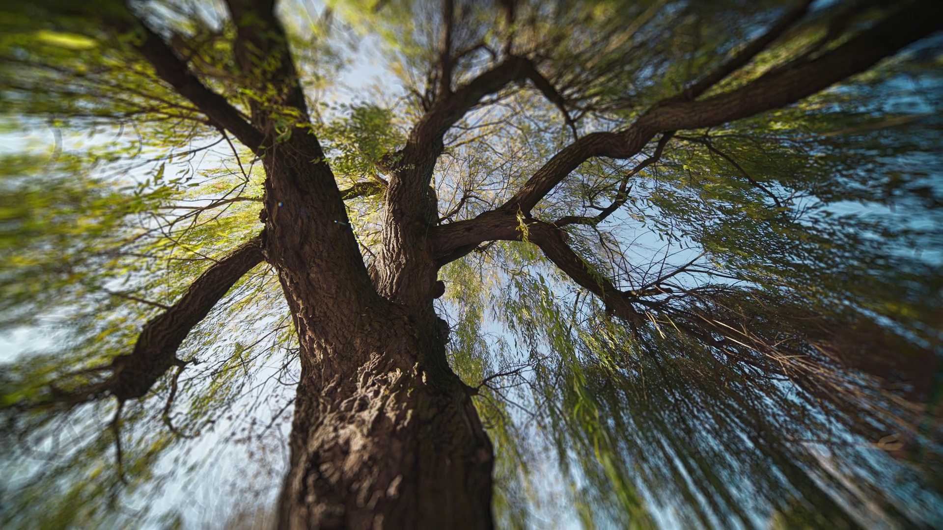 Look Up Through Crown Of Tall Weeping Willow Stock Footage SBV ...