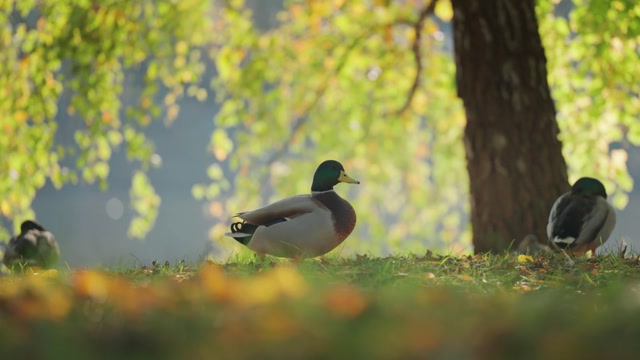 Duck Behind Trees Stock Footage: Royalty-Free Video Clips - Storyblocks
