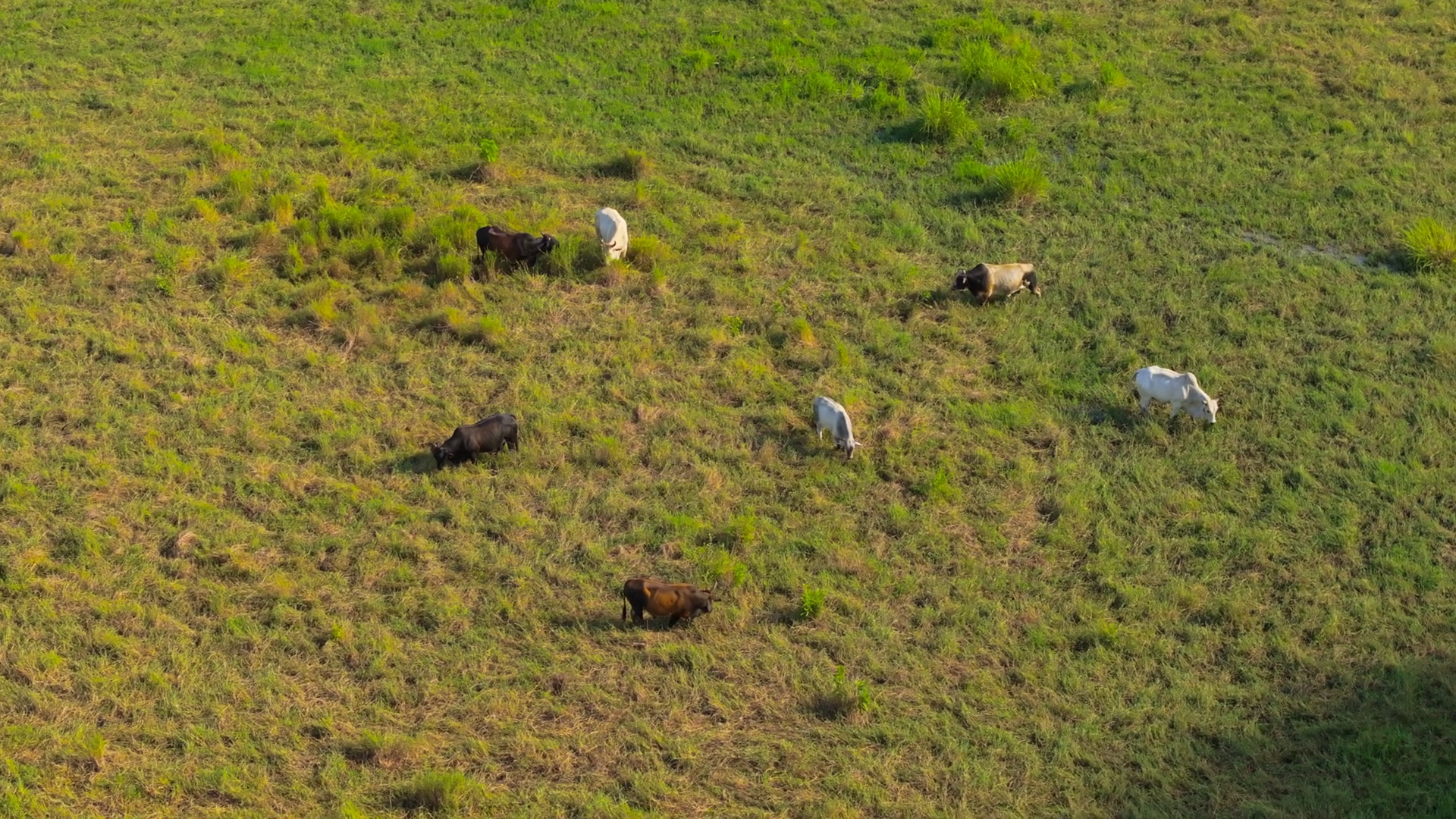 Brahman Cows Grazing In Beautiful Costa Rica Stock Footage SBV ...