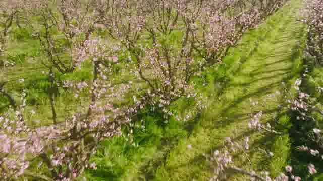 Drone Spring Flower Stock Footage: Royalty-Free Video Clips - Storyblocks