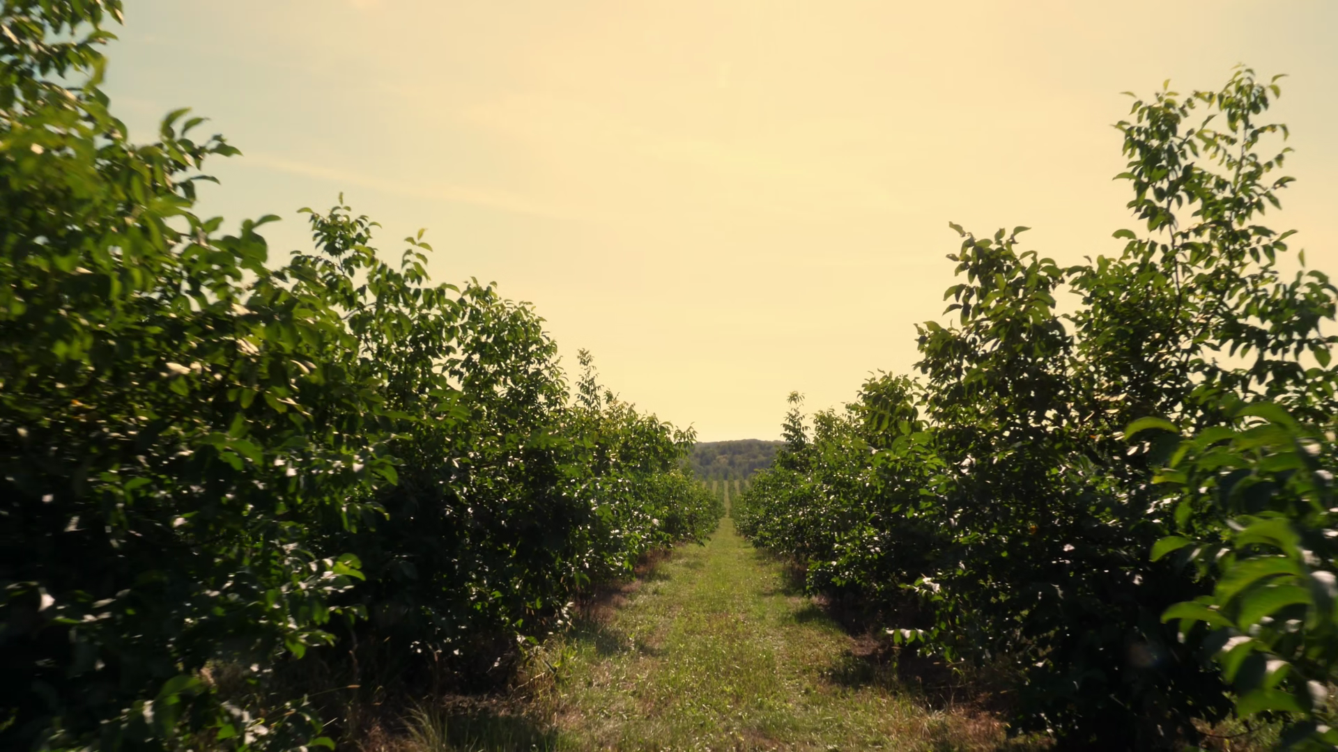 Rows Of Healthy Walnut Trees Growing In Stock Footage SBV-353903775 ...