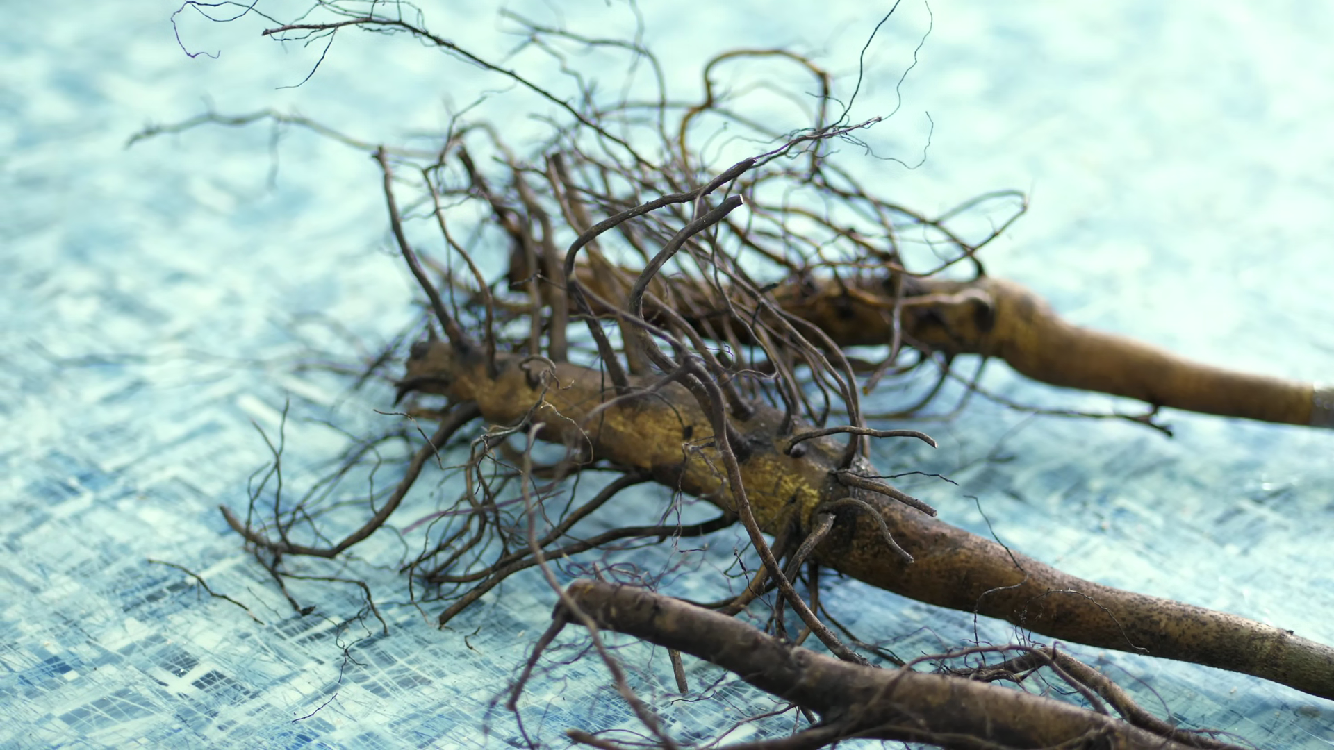 Root System Of Grafted Walnut Seedlings Stock Footage SBV-353923997 ...