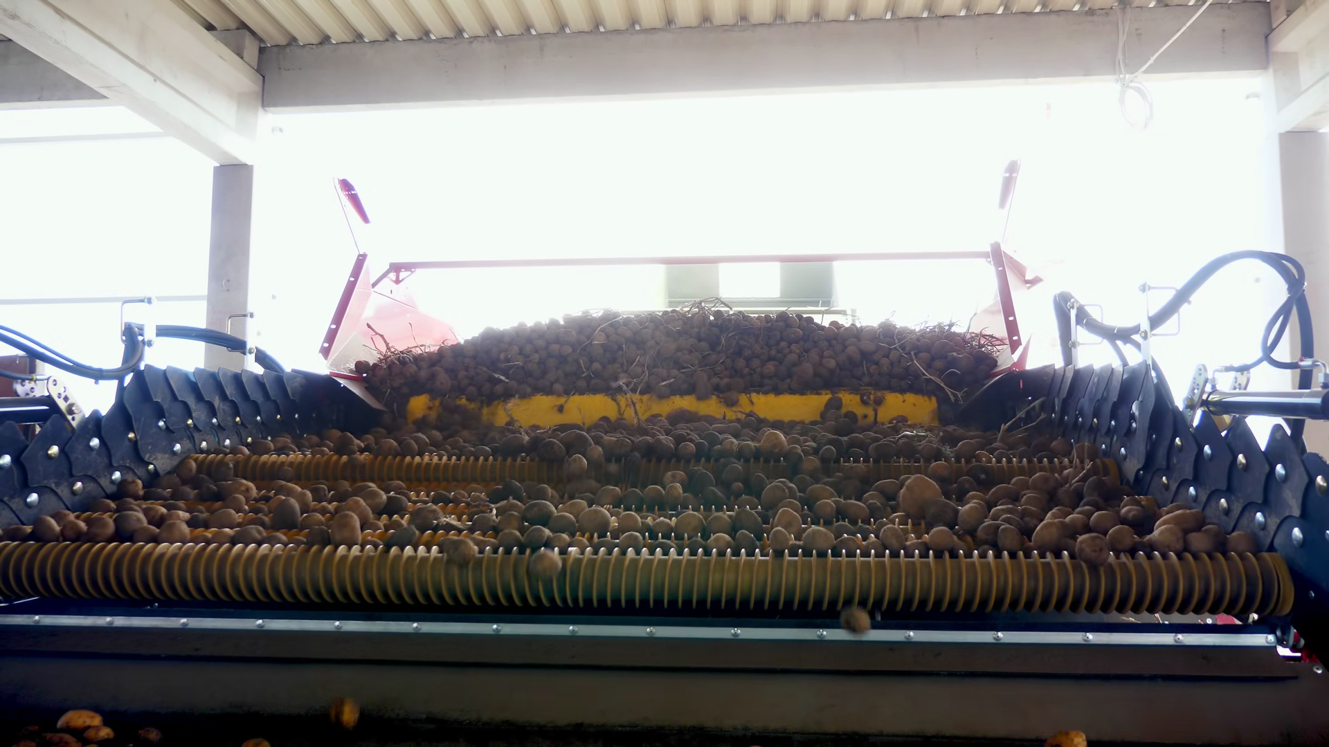 Closeup Of Potato Tubers Moving On Machine Stock Footage SBV-353941820 ...
