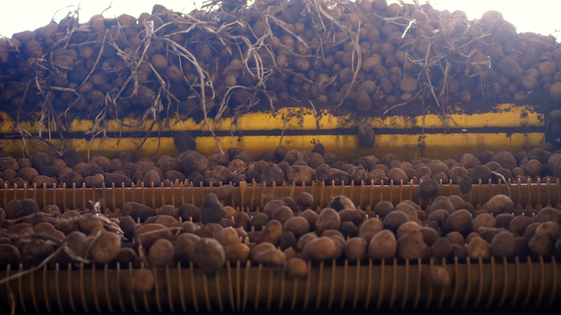 Close-up Of Potato Tubers Moving On Machine Stock Footage SBV-353941876 ...