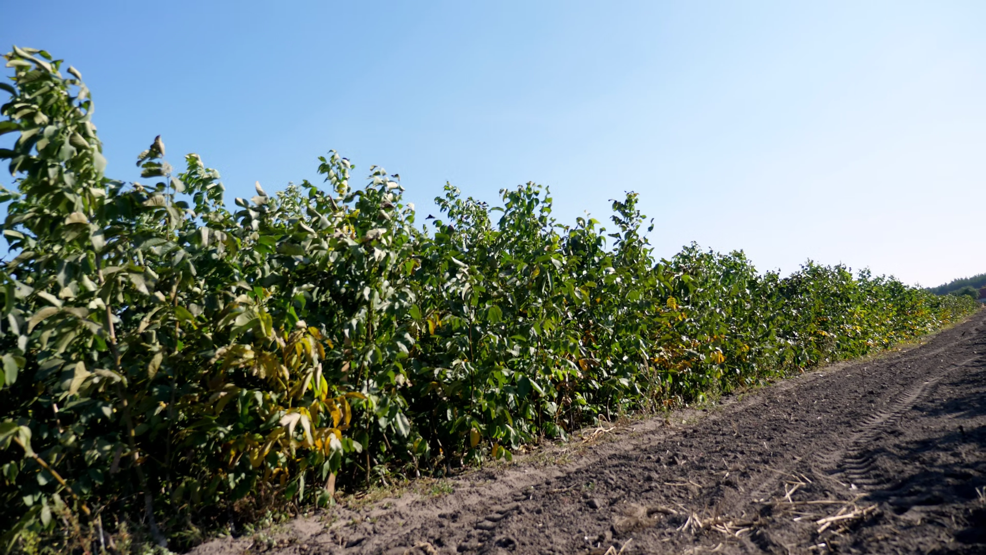 Young Walnut Tree Seedlings Growing In Rows Stock Footage SBV-353941653 ...