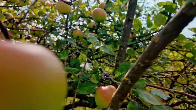 Apple Outdoor Stock Footage: Royalty-Free Video Clips - Storyblocks