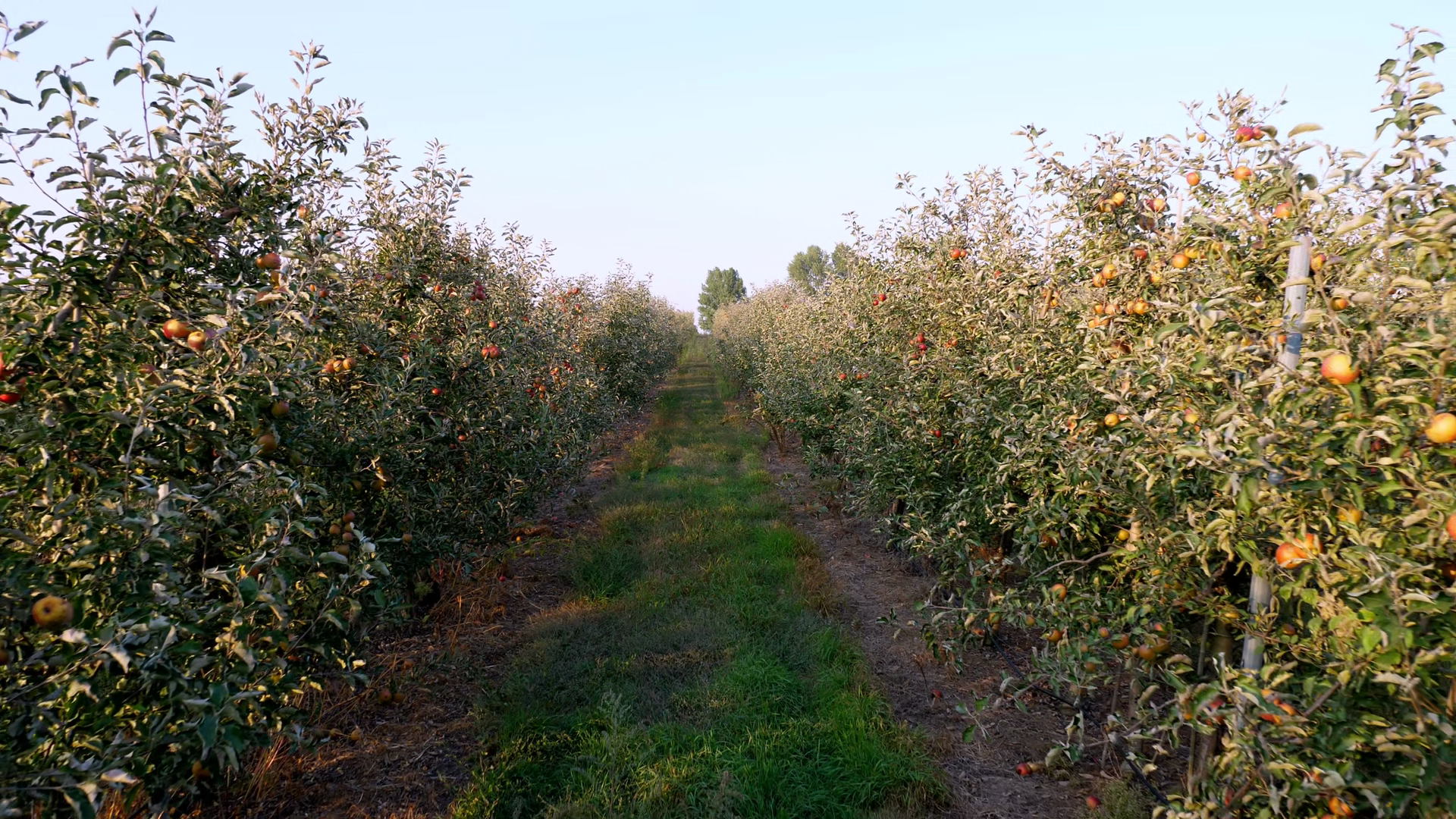 Apple Orchard Featuring Rows Of Trees With Stock Footage SBV-353670883 ...