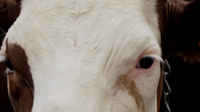 CATTLE SKIN Stock Footage: Royalty-Free Video Clips - Storyblocks