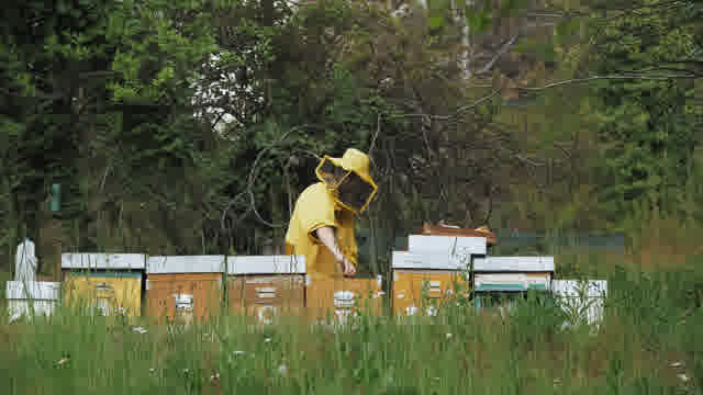 Apiculture Industry Stock Footage: Royalty-Free Video Clips - Storyblocks