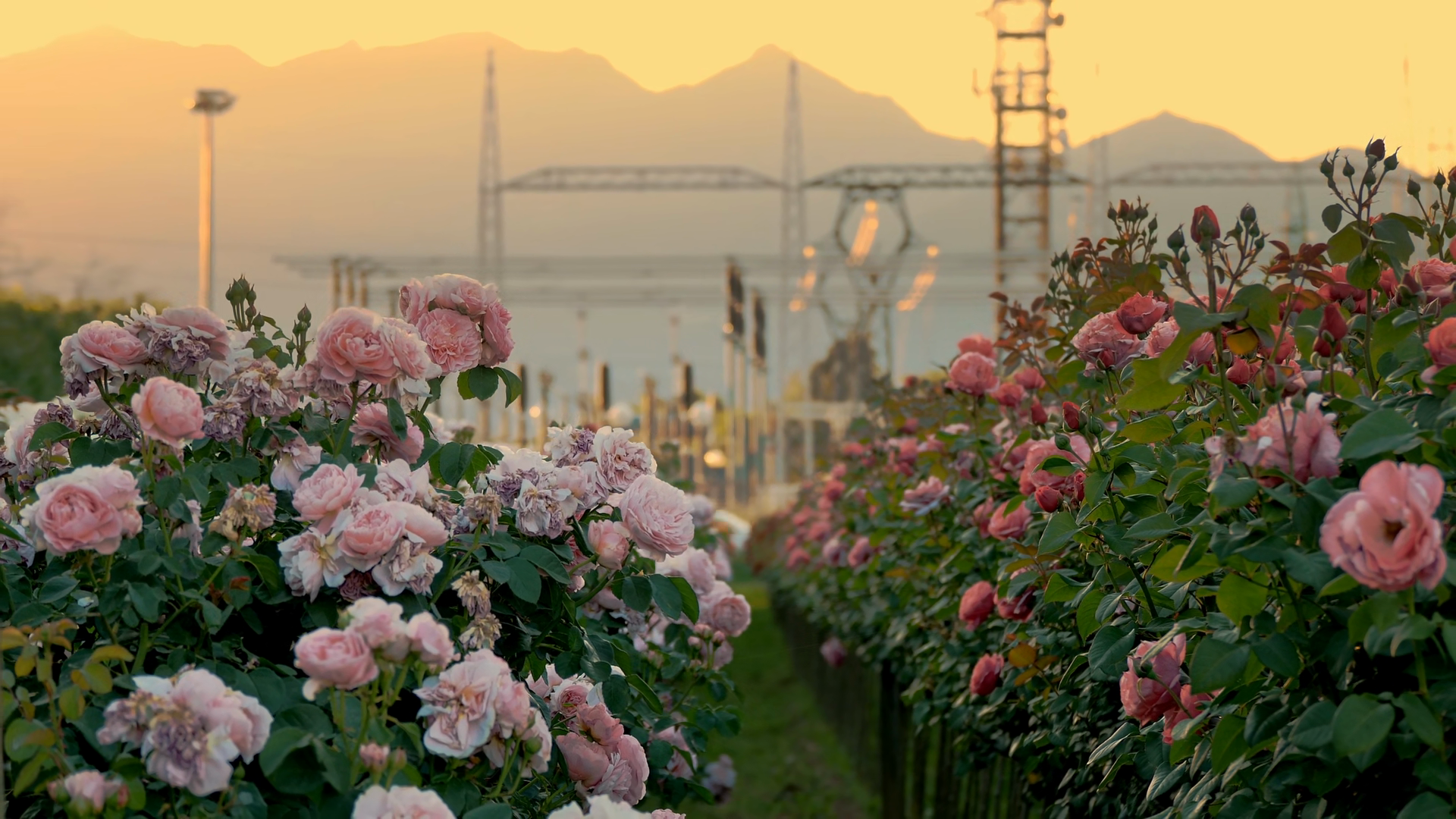 Rose Field In Horticultural Farm Against Stock Footage SBV-353772325 ...