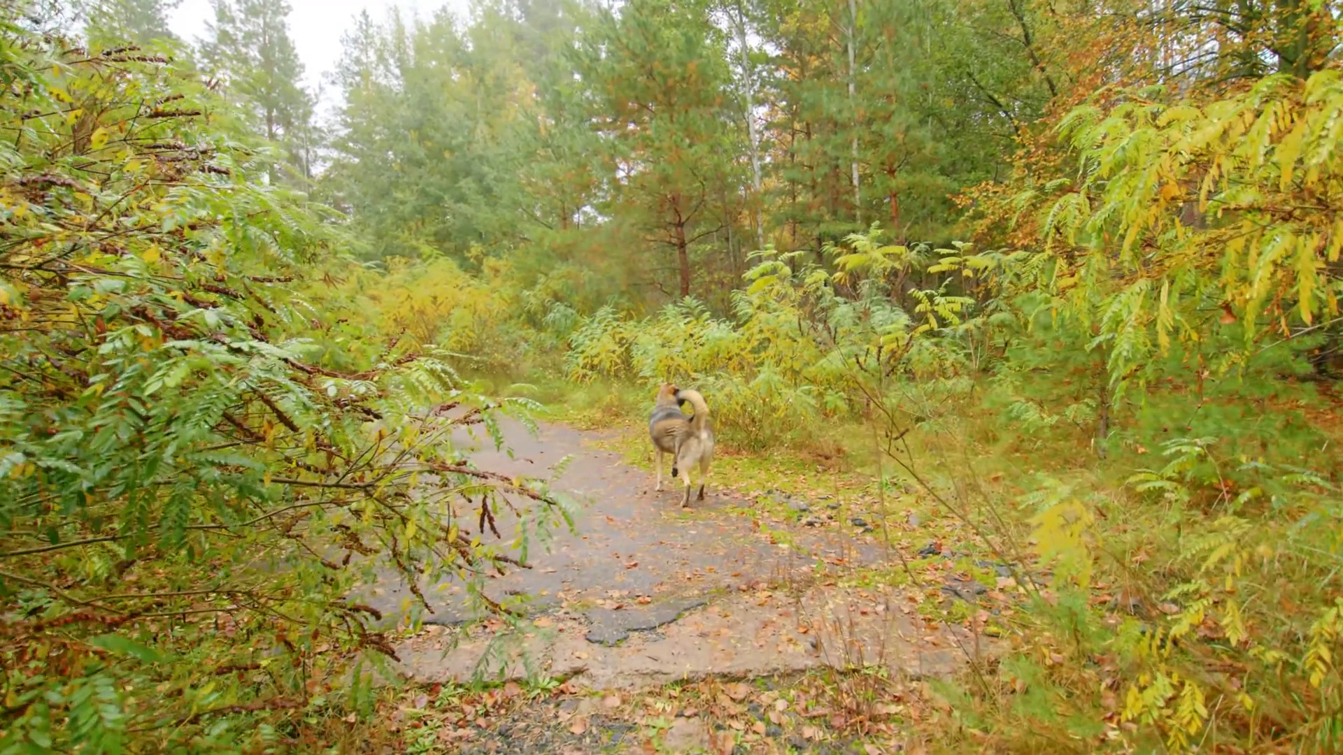 Abandoned Path In Chernobyl Exclusion Zone Stock Footage SBV-352794479 ...