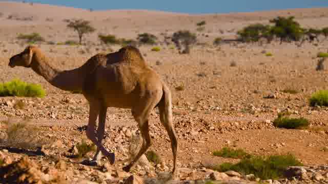 Camel Desert Stock Footage: Royalty-Free Video Clips - Storyblocks