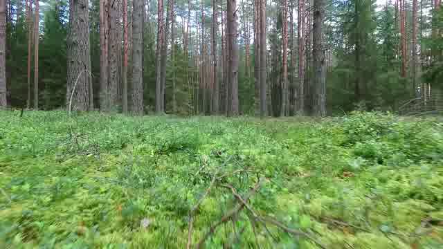 Moving Through Forest Stock Footage: Royalty-Free Video Clips - Storyblocks