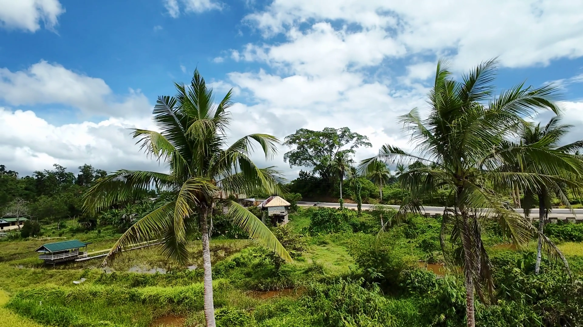Tropical Palm Trees Rice Fields In Palawan Stock Footage SBV-352635637 ...