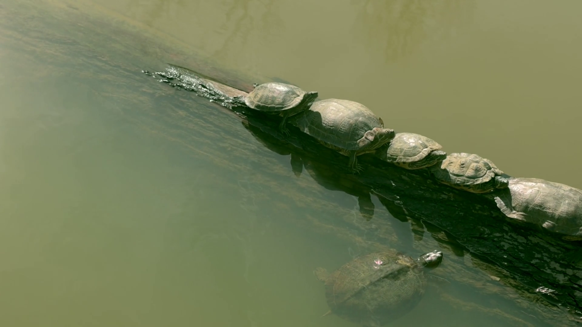 Several Turtles Lined Up On Floating Log In Stock Footage SBV-351992964 ...