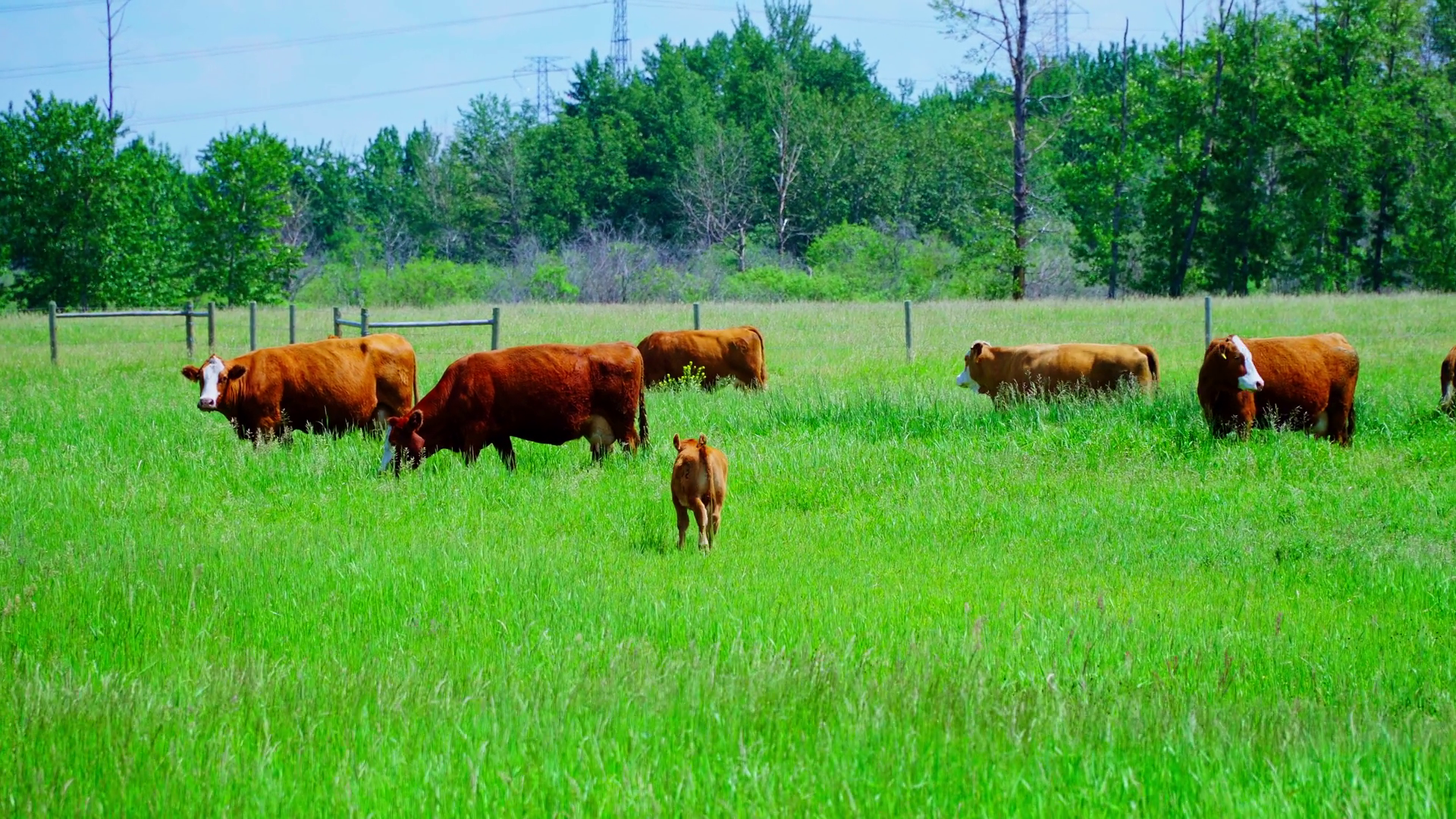 Cows Calves Grazing On Lush Green Farm Field Stock Footage SBV ...