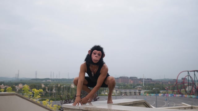 Monkey Jump Stock Footage: Royalty-Free Video Clips - Storyblocks