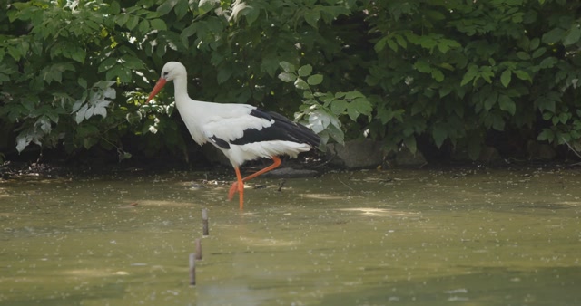 Smork Stock Footage: Royalty-Free Video Clips - Storyblocks