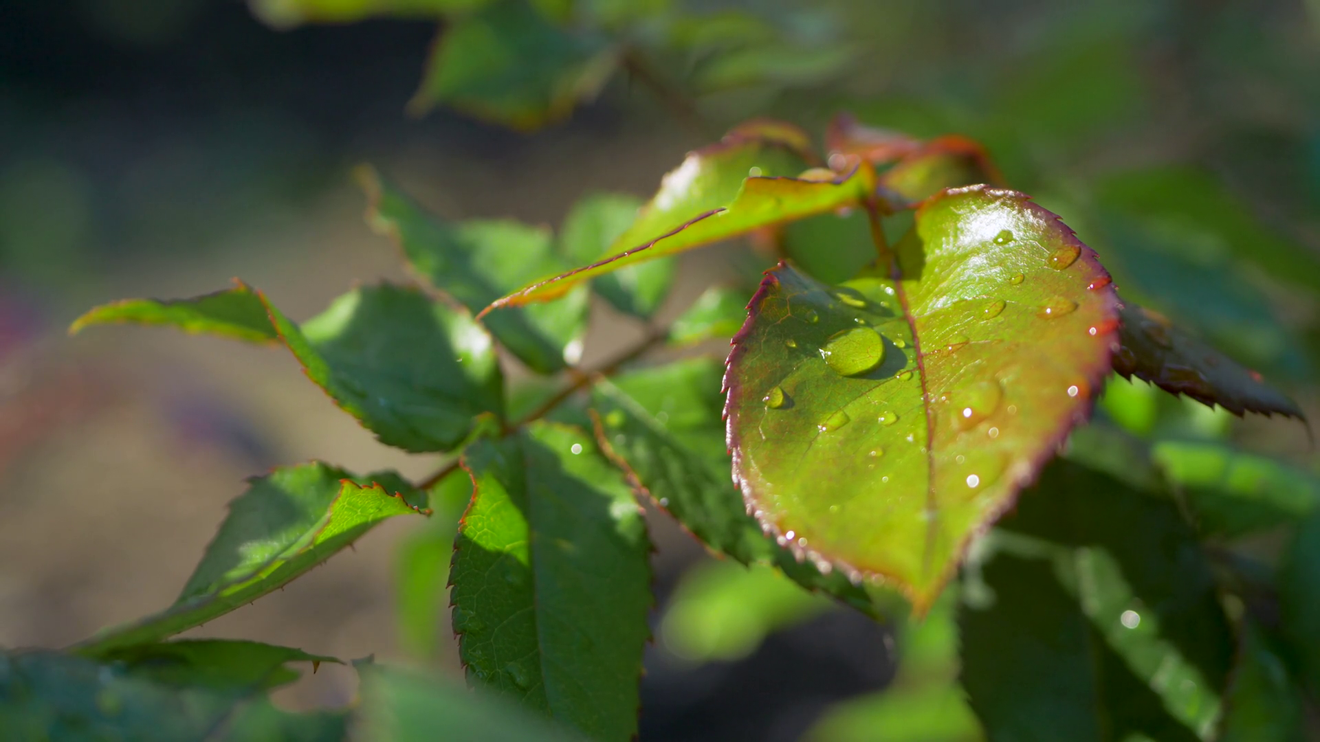 The Rose Bush Is Adorned With Raindrops Stock Footage SBV-349248141 ...