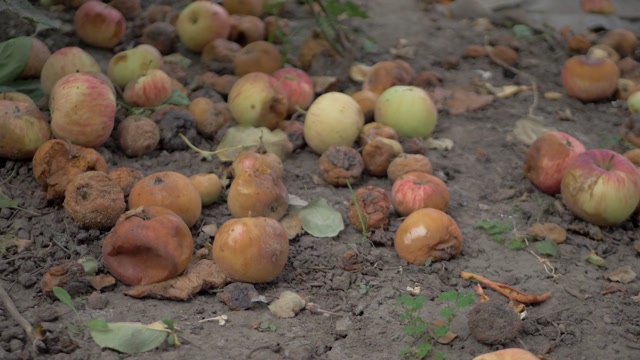 Decompose Stock Footage: Royalty-Free Video Clips - Storyblocks