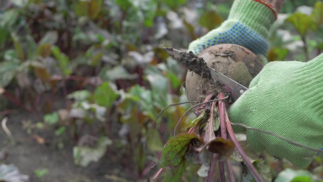 Beet Cleaning Stock Footage: Royalty-Free Video Clips - Storyblocks