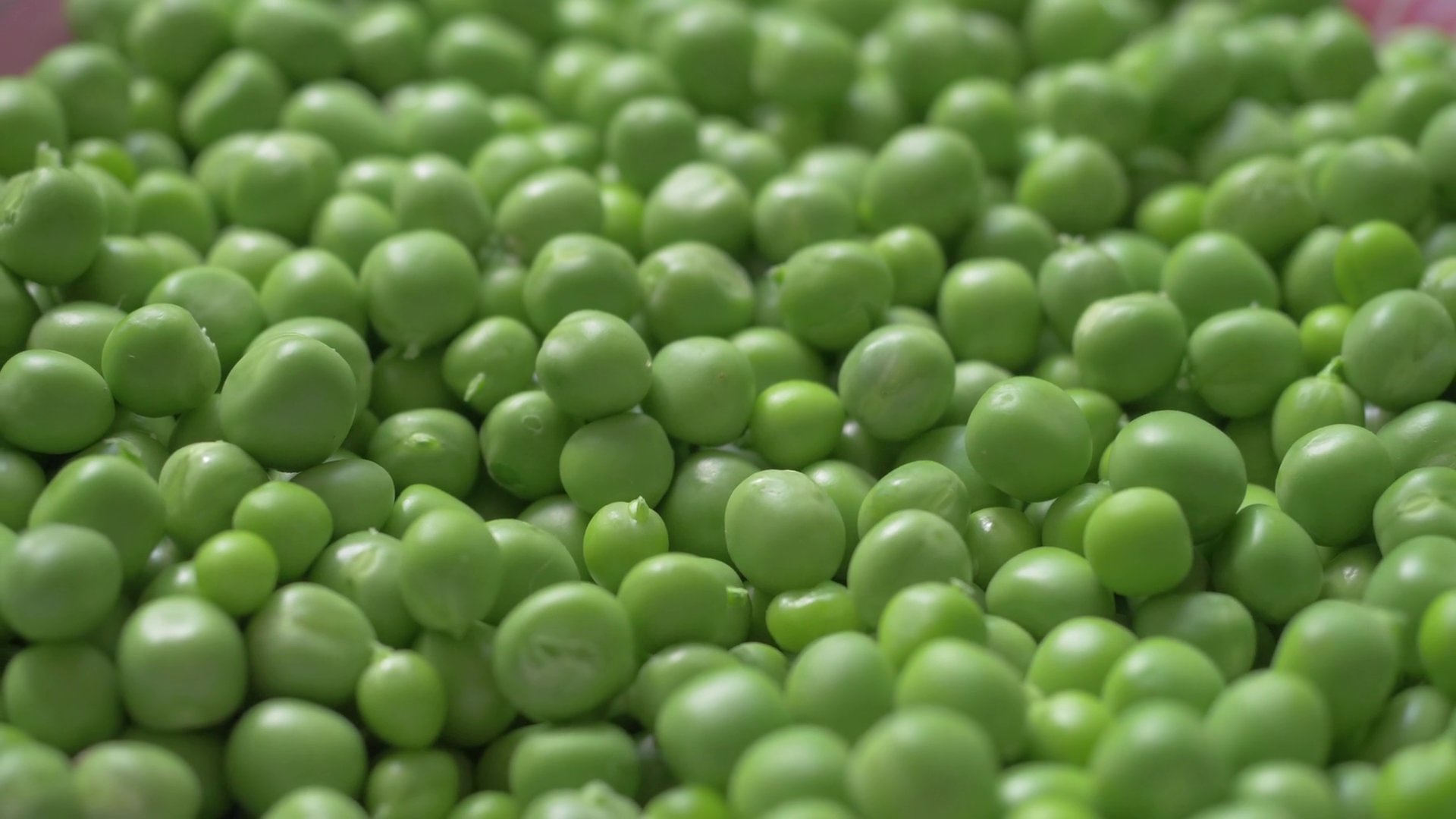 Smooth Green Peas From New Harvest On Farm Stock Footage SBV-349388871 ...