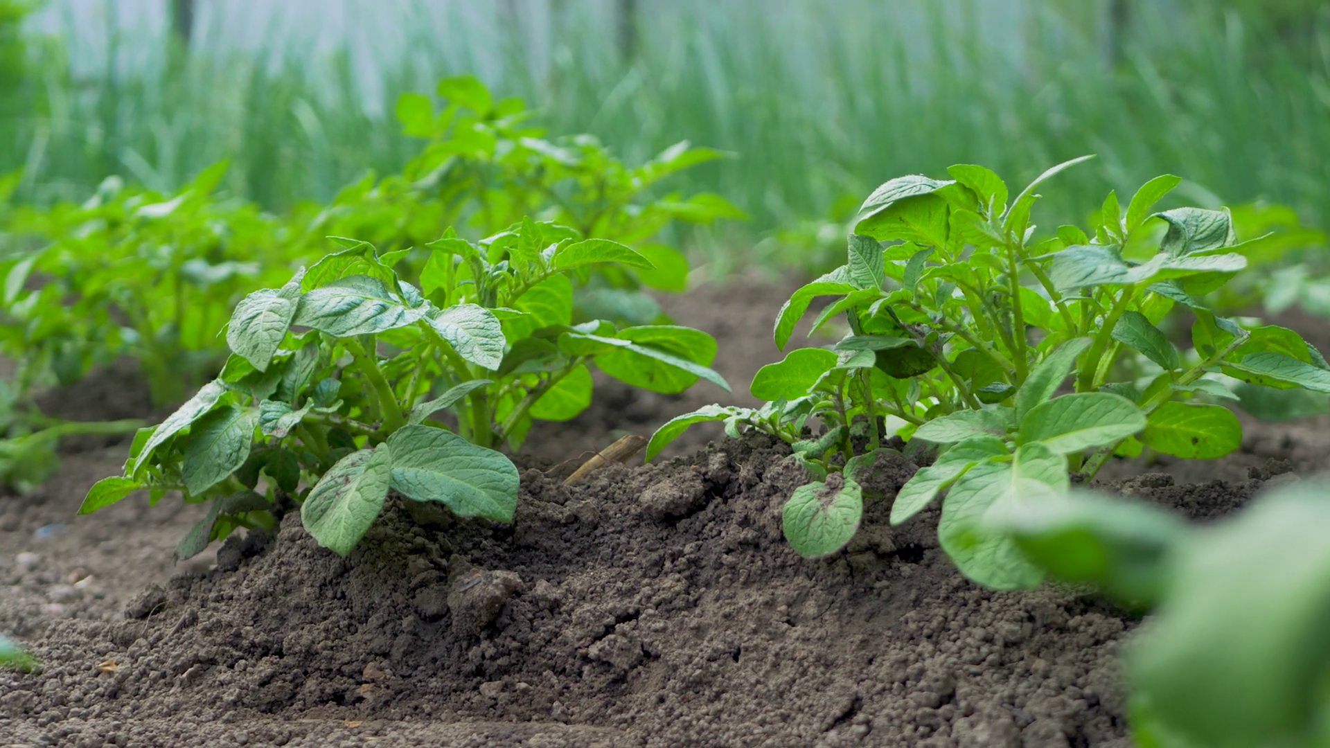 Potatoes Growing Well In New Soil Soil Stock Footage SBV-351950973 ...
