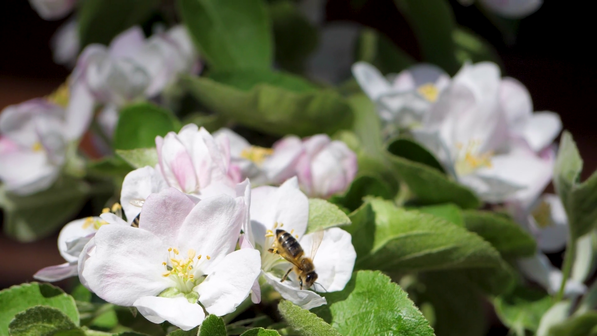 Bee Insect Pollinates Apple Tree White Pink Stock Footage SBV-348525219 ...