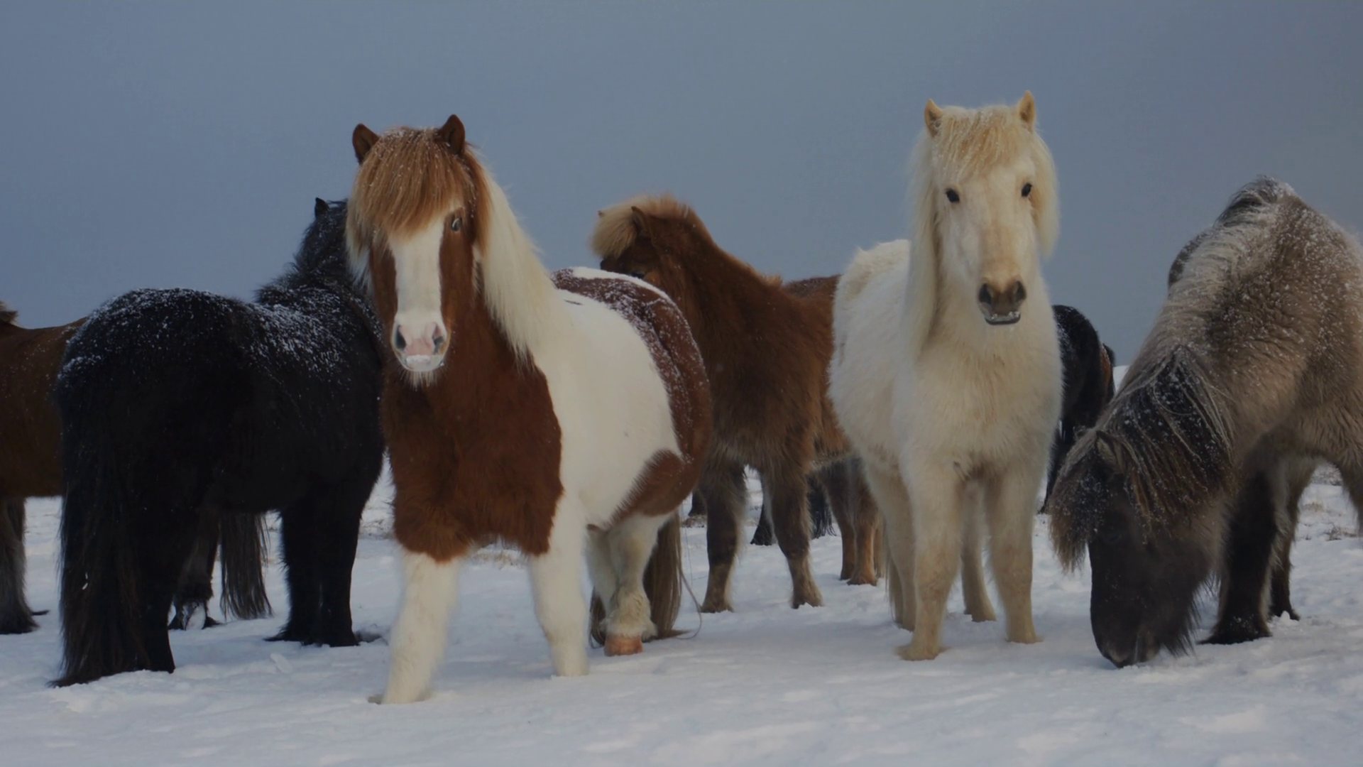 A Diverse Group Of Icelandic Horses In Snow Stock Footage SBV-351900825 ...