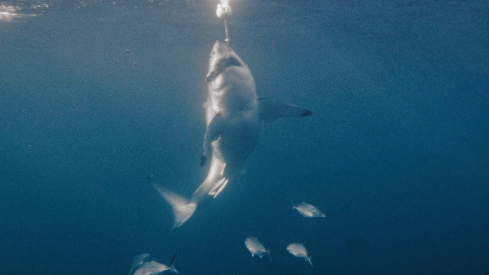 Great White Shark Attacks Rips Bait Off Of Stock Footage SBV-351977236 ...