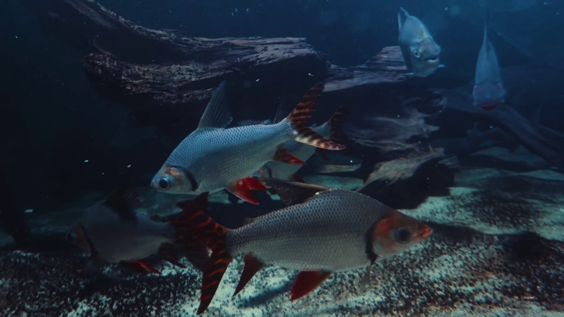 Group Of Flagtail Characin Fish Swimming In Stock Footage SBV-353051005 ...
