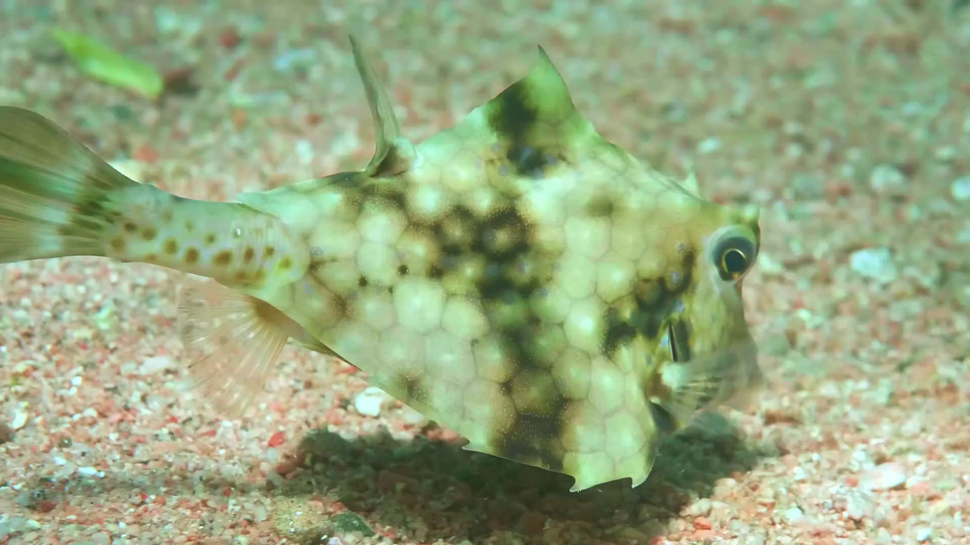 Humpback Turretfish Tetrosomus Gibbosus Also Stock Footage SBV ...