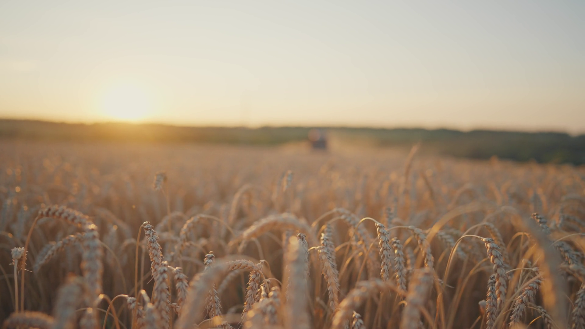 Beautiful Golden Fields With Ripe Rye In Stock Footage SBV-349064103 ...