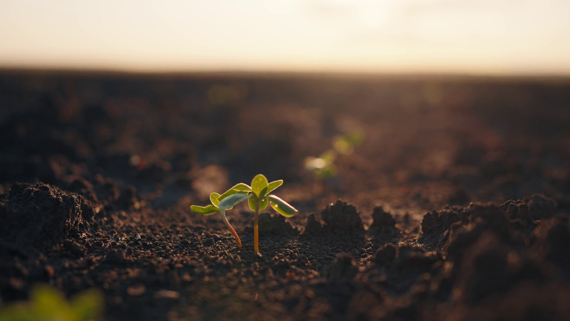 Growing Young Sprout Plants In Spring Small Stock Footage SBV-349000849 ...
